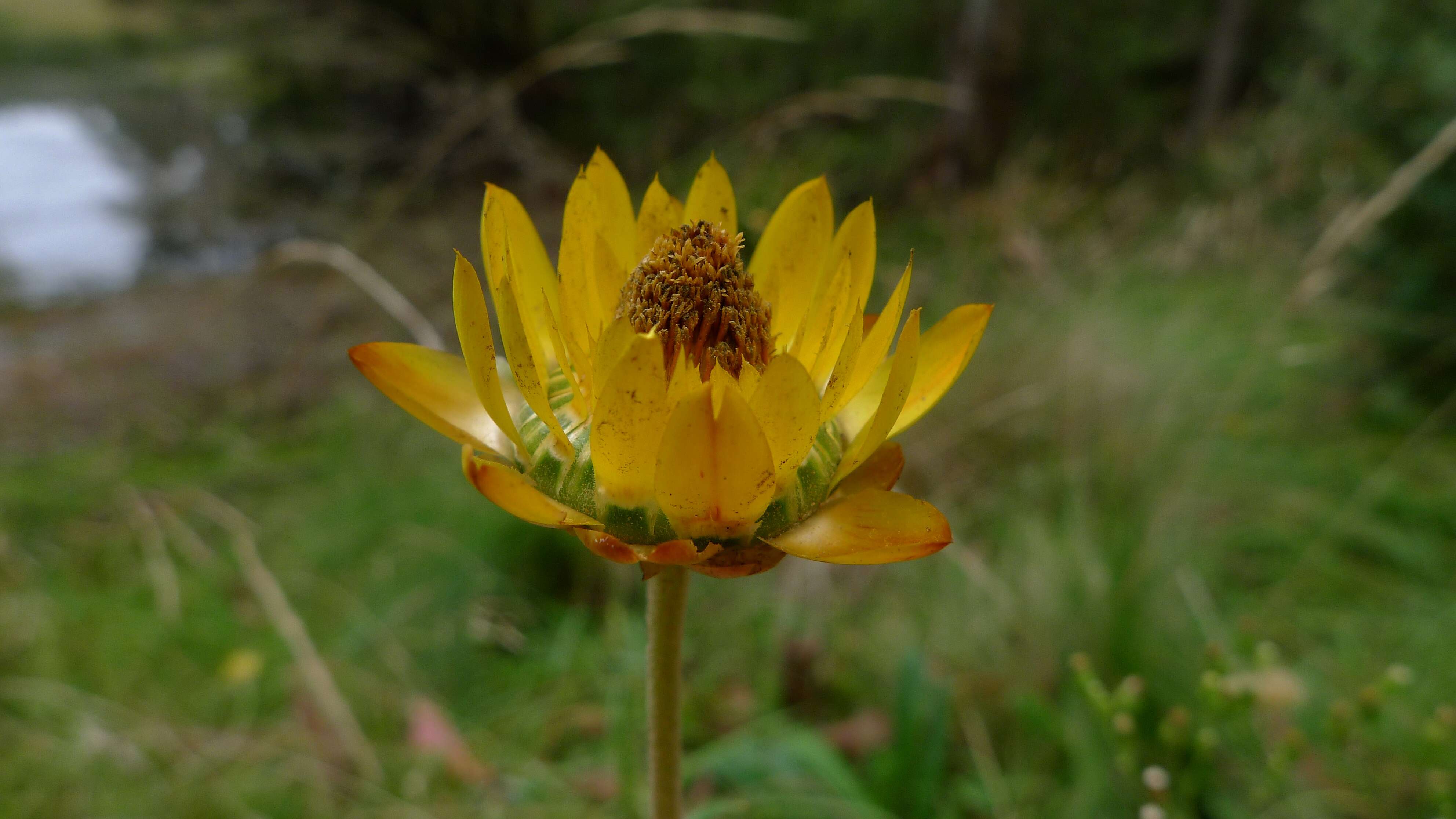 Image of bracted strawflower