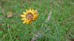 Plancia ëd Xerochrysum bracteatum (Vent.) N. N. Tzvel.