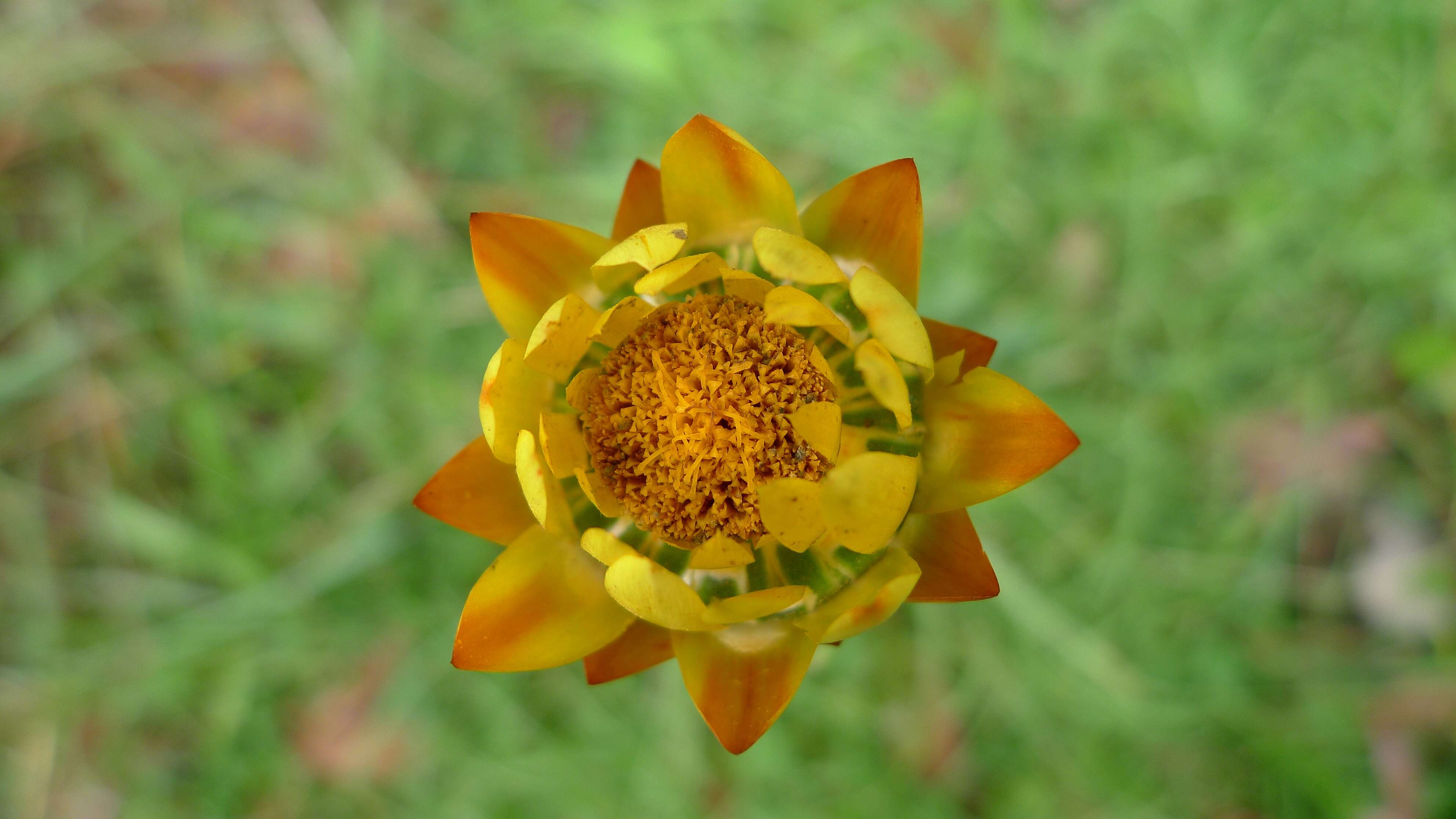 Plancia ëd Xerochrysum bracteatum (Vent.) N. N. Tzvel.