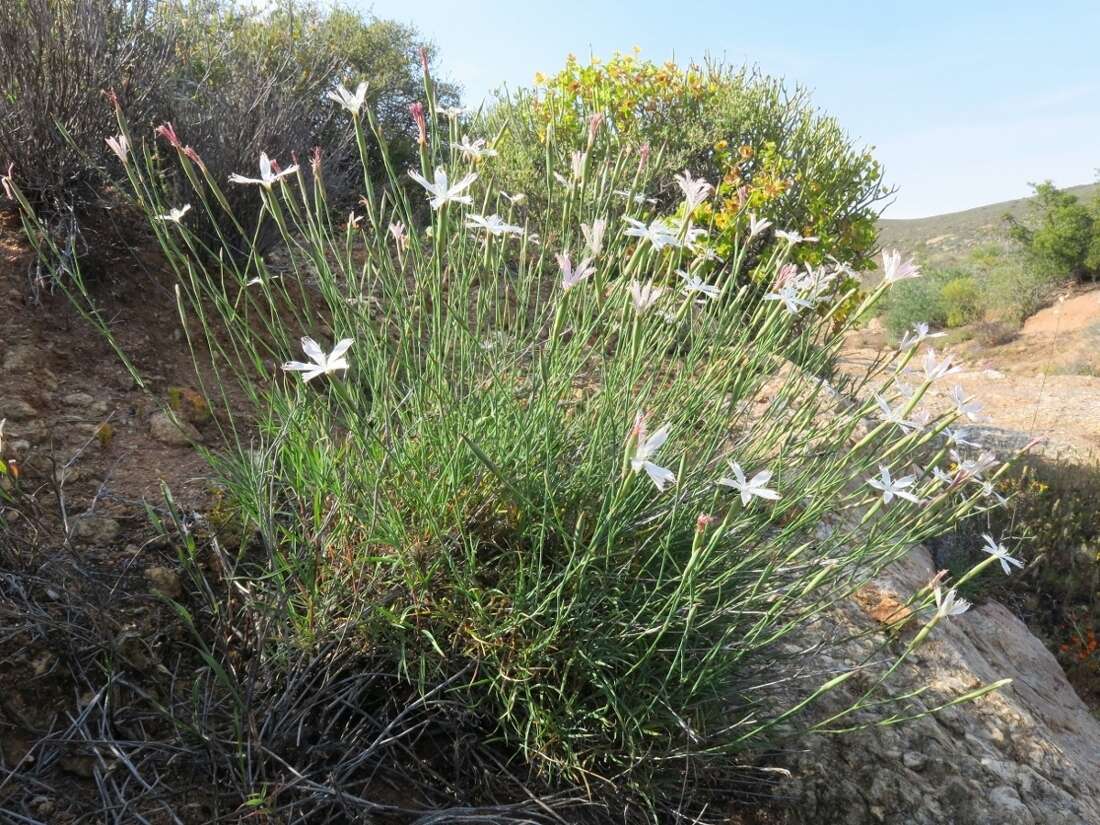 Image of Dianthus namaensis Schinz