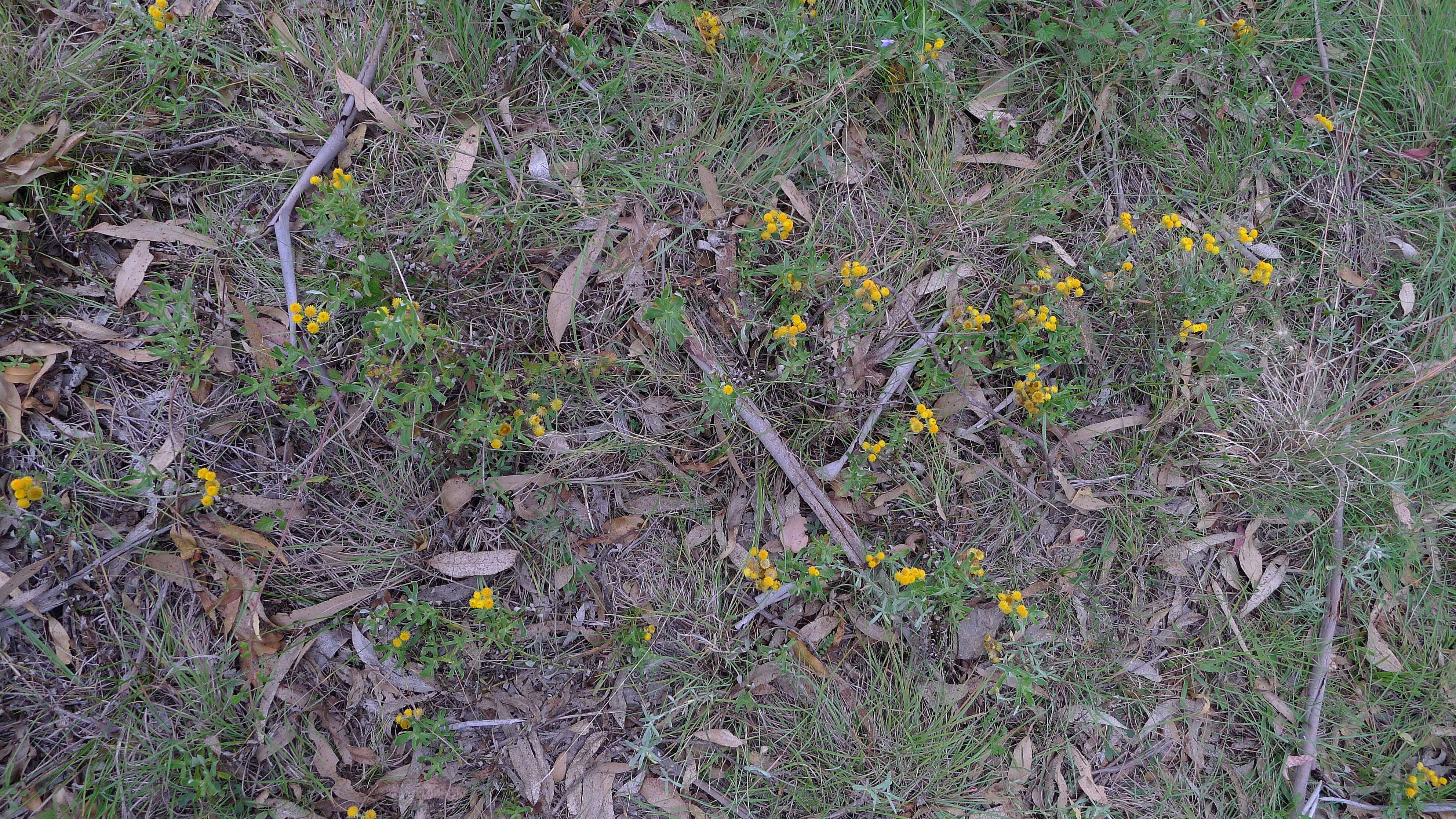 Image of Chrysocephalum apiculatum (Labill.) Steetz