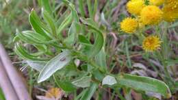 Image of Chrysocephalum apiculatum (Labill.) Steetz