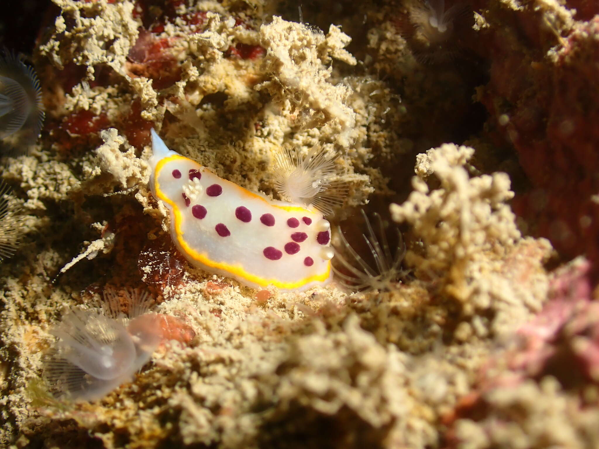 Image of Goniobranchus tumuliferus (Collingwood 1881)