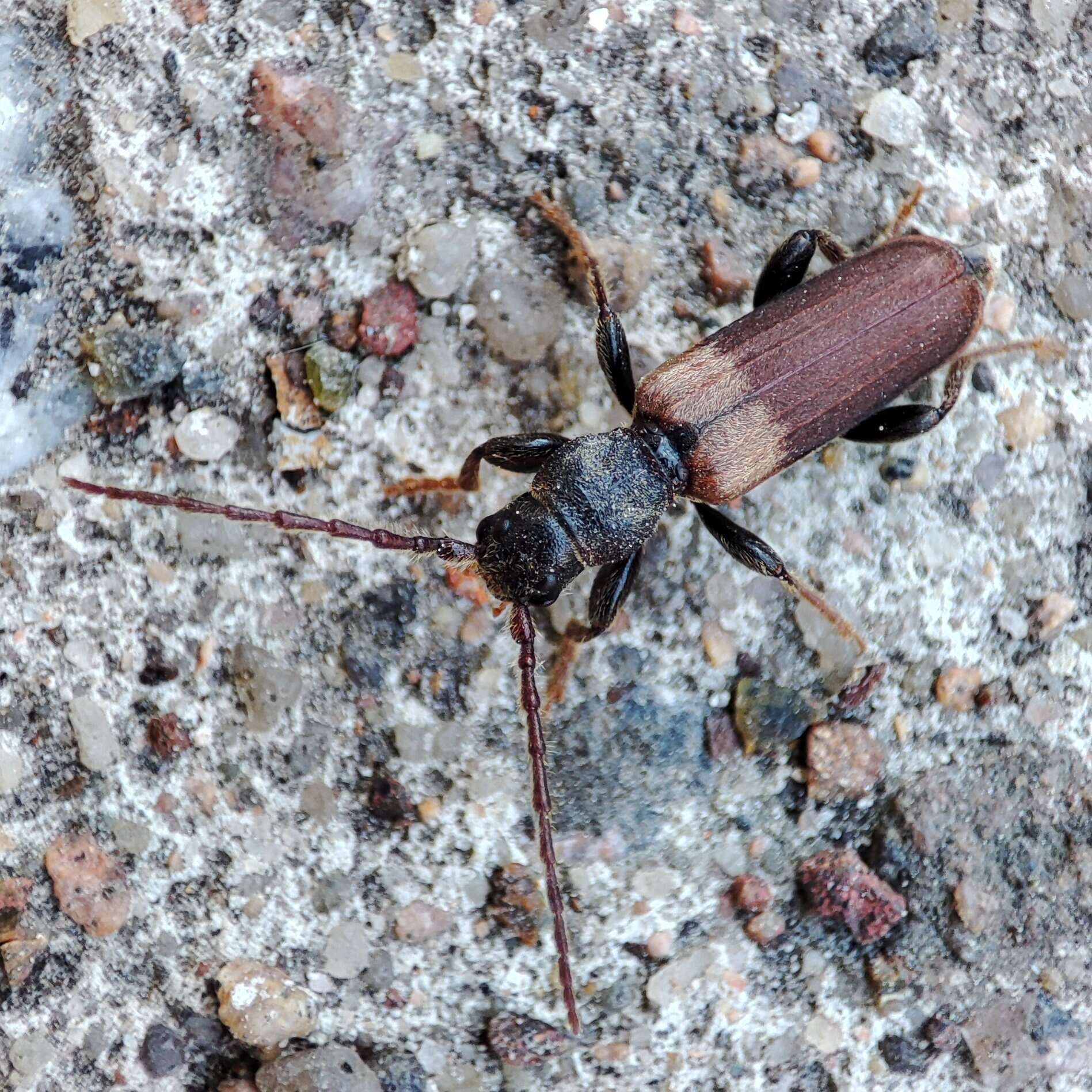 Image of Brown spruce longhorn beetle