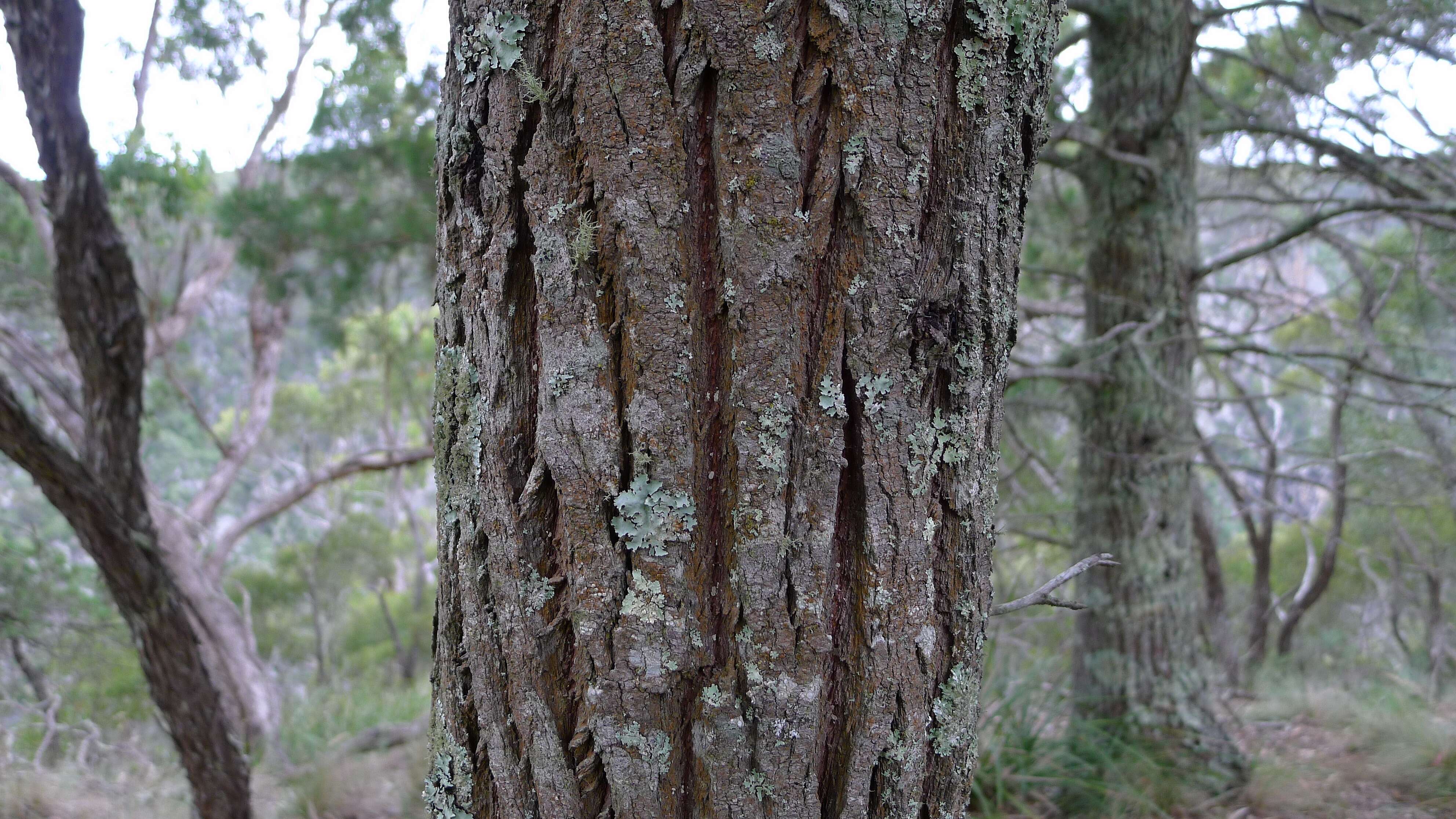 Plancia ëd Callitris endlicheri (Parl.) F. M. Bailey