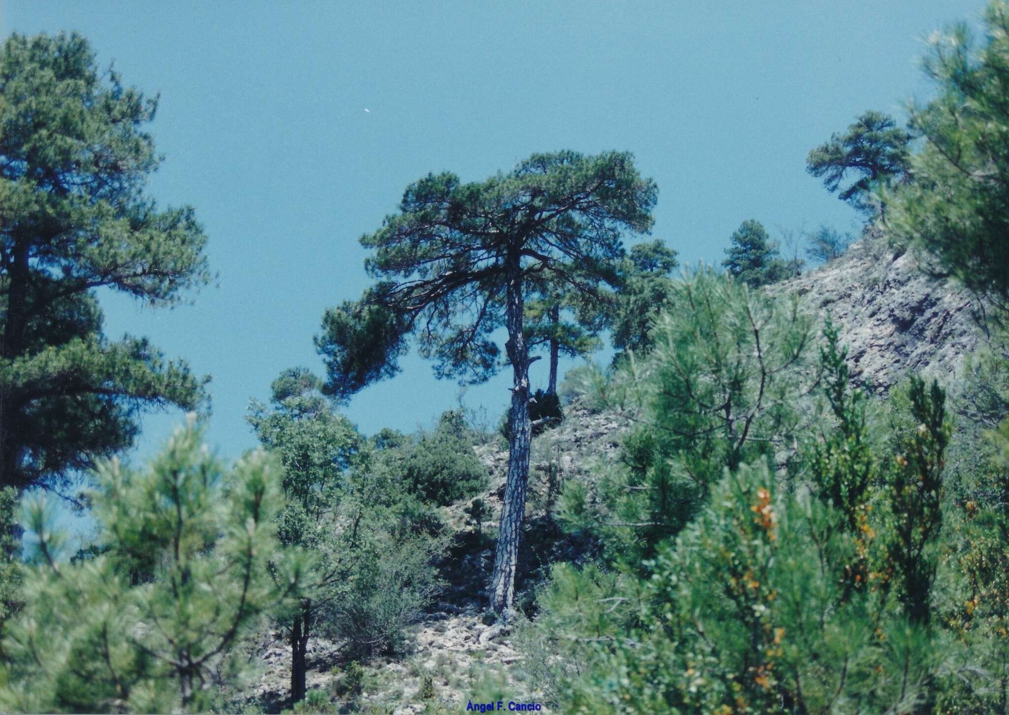 Image of Pinus nigra subsp. salzmannii (Dunal) Franco