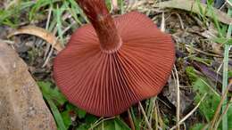 Image of Cortinarius sanguineus