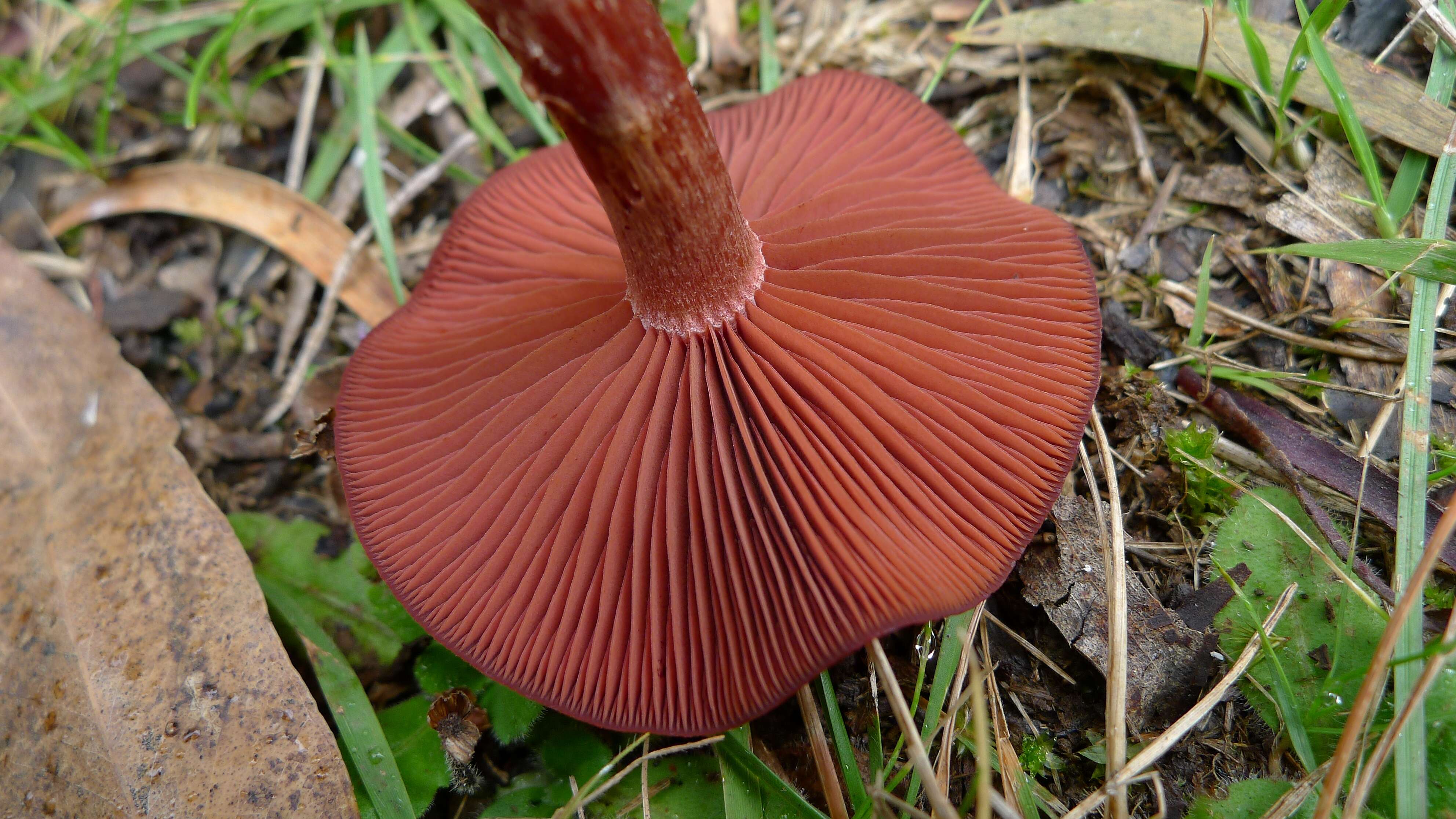 Image of Cortinarius sanguineus