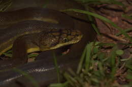 Image of Timor Python