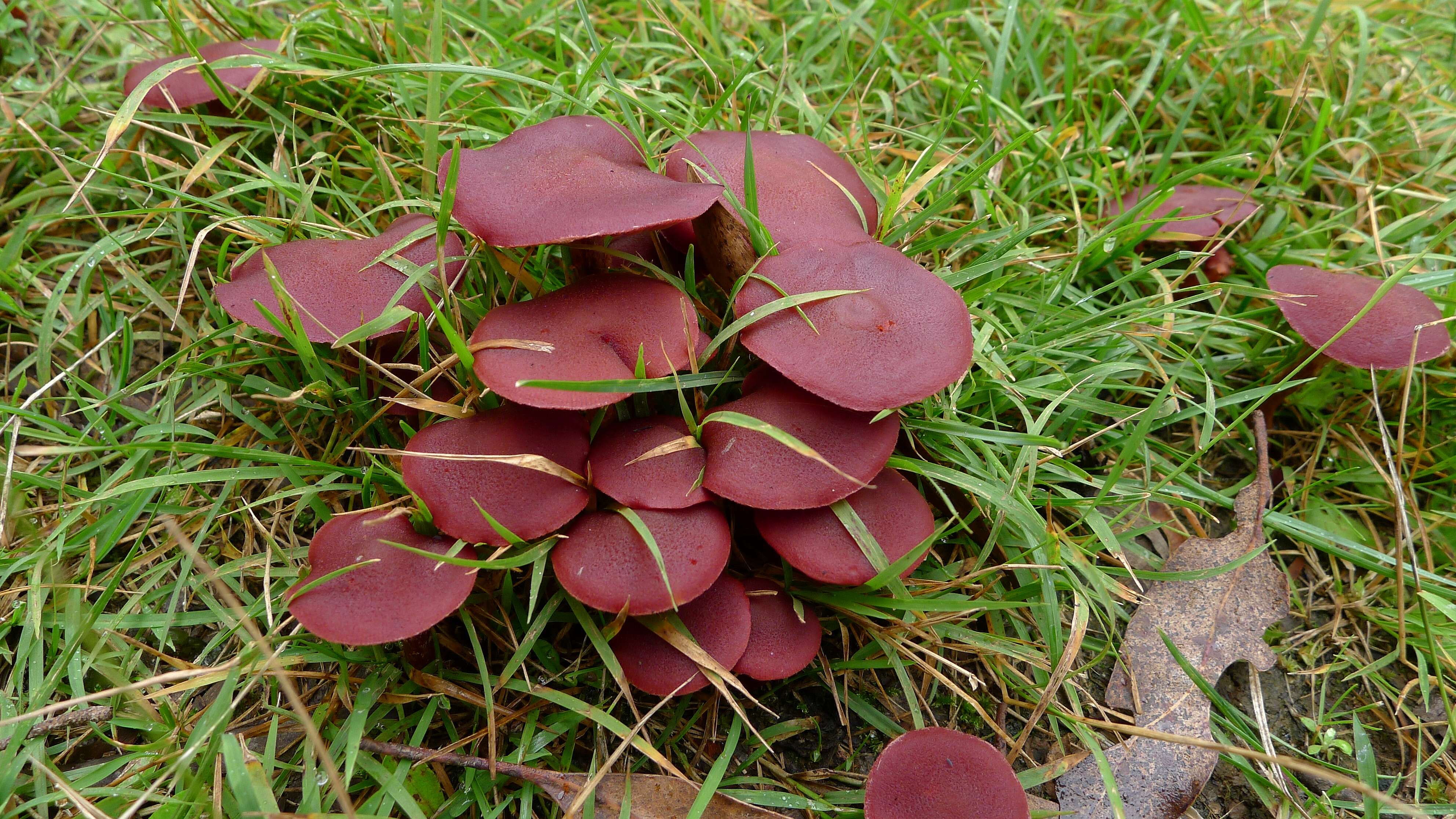 Image of Cortinarius sanguineus