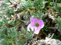 Image of Geranium sericeum Willd. ex Spreng.