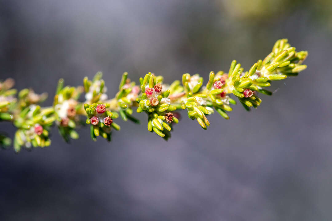 Image of Erica axillaris Thunb.