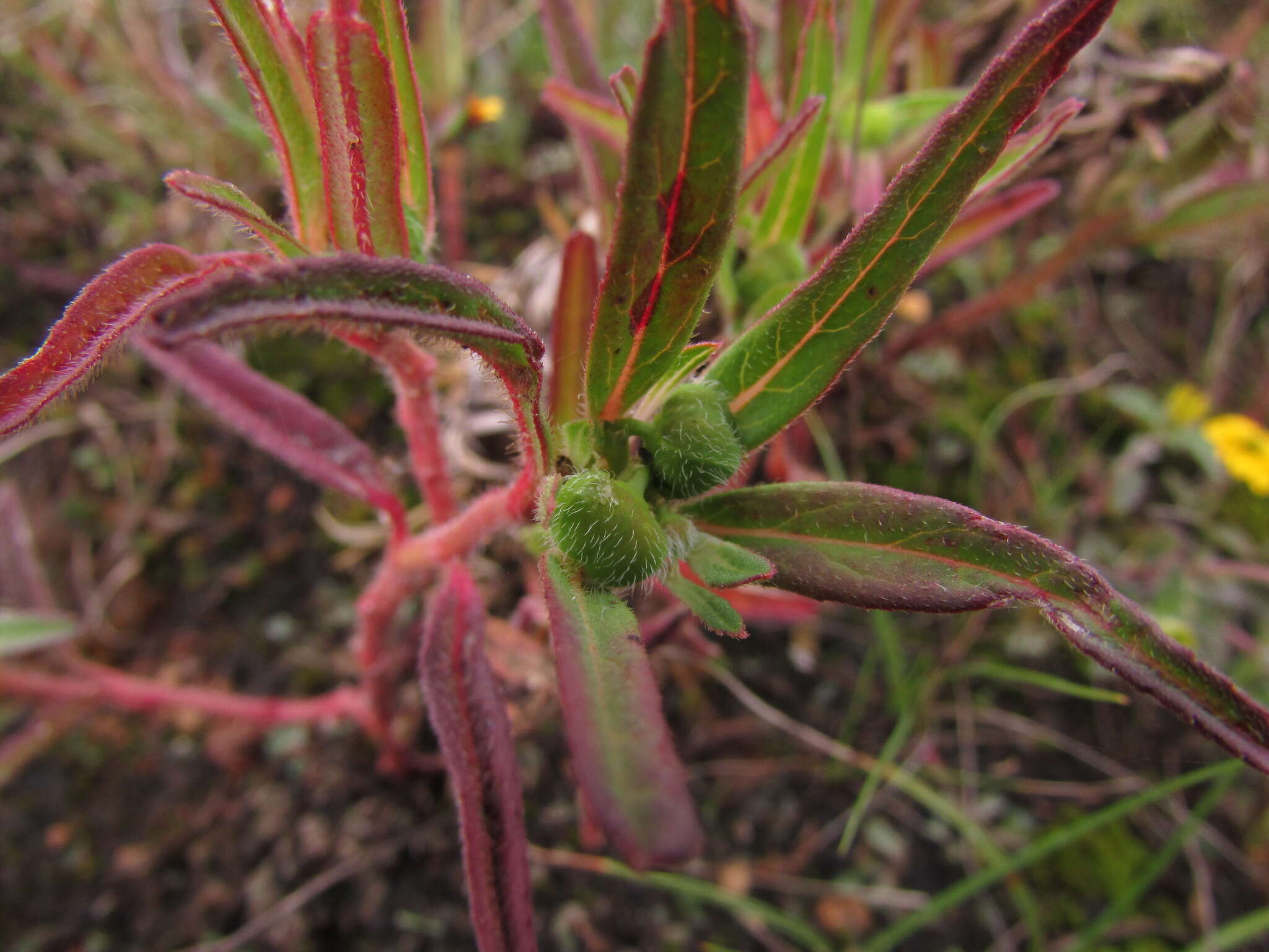 Euphorbia cuphosperma (Engelm.) Boiss. resmi