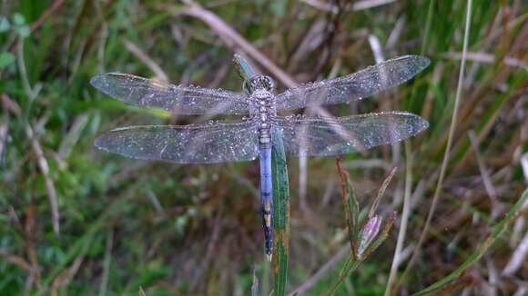 Imagem de Orthetrum caledonicum (Brauer 1865)