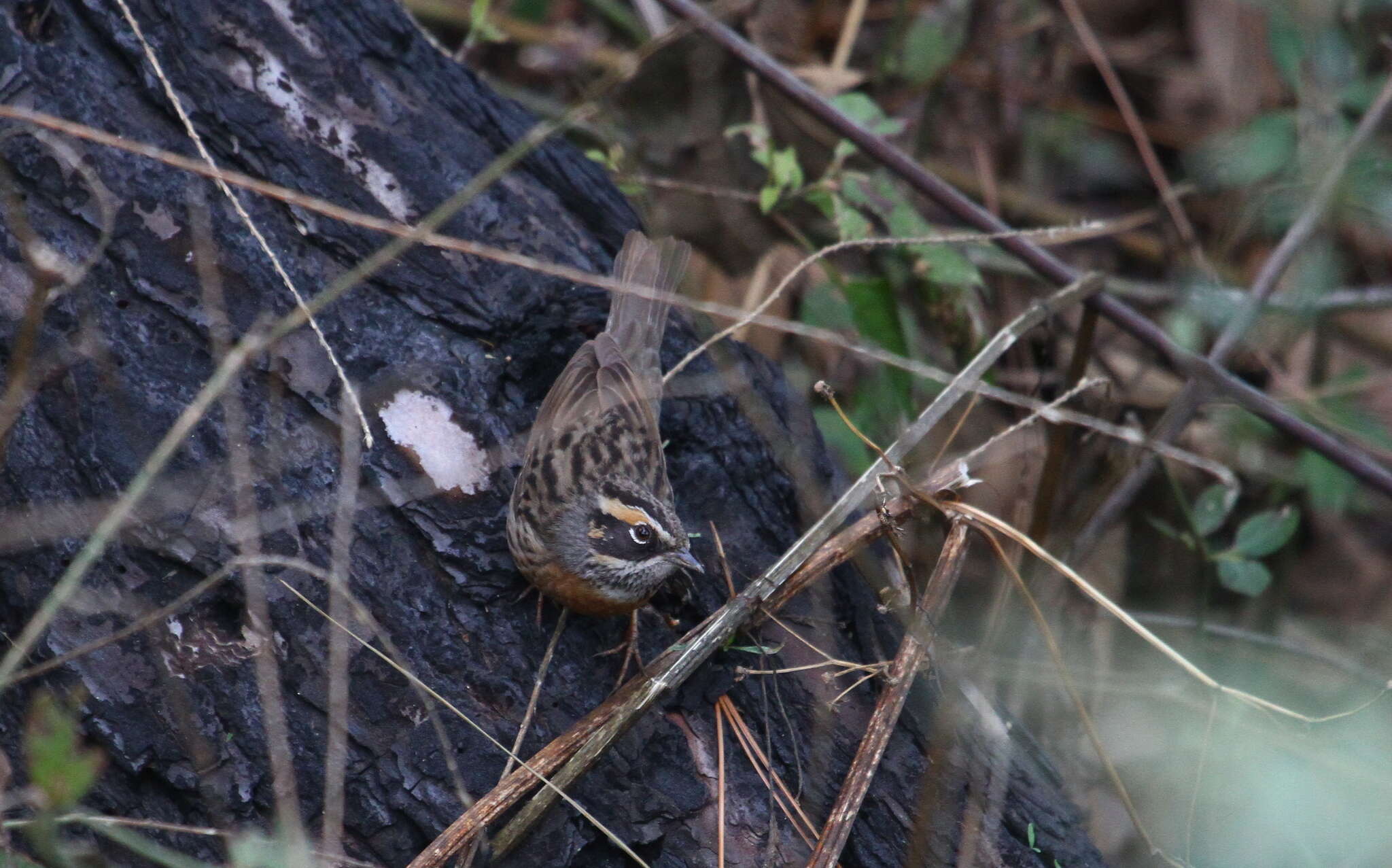 Image of Rufous-breasted Accentor