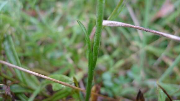 Image of Spiranthes australis