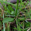 Image of Spiranthes australis