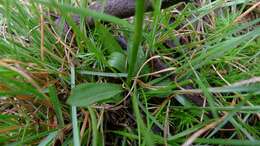 Image of Spiranthes australis