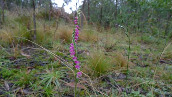 Image of Spiranthes australis