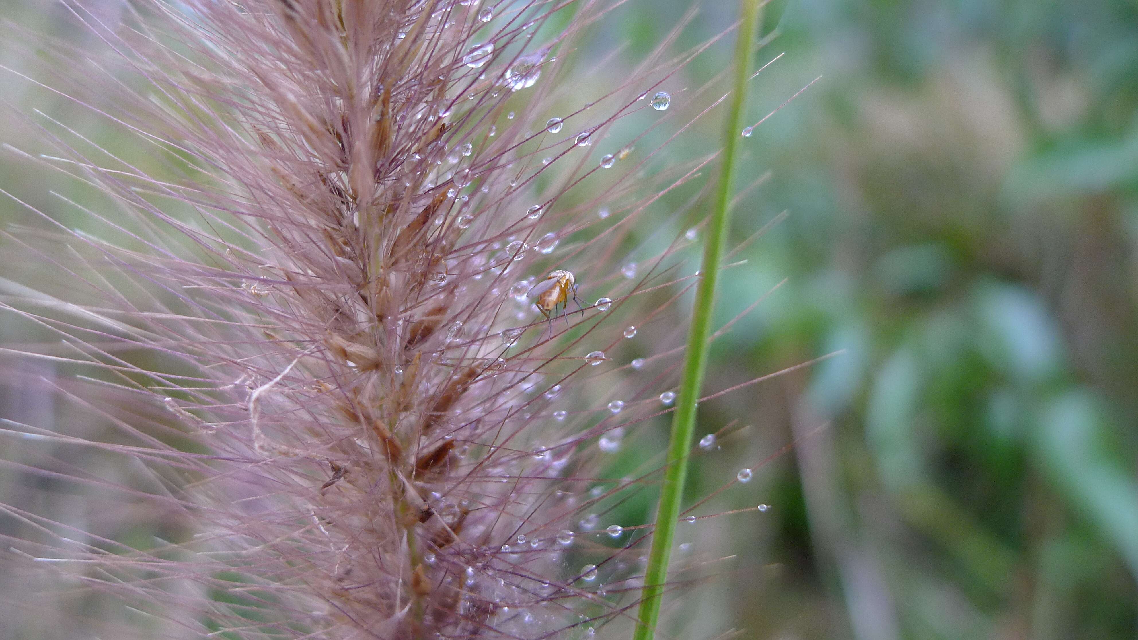 Imagem de Pennisetum alopecuroides