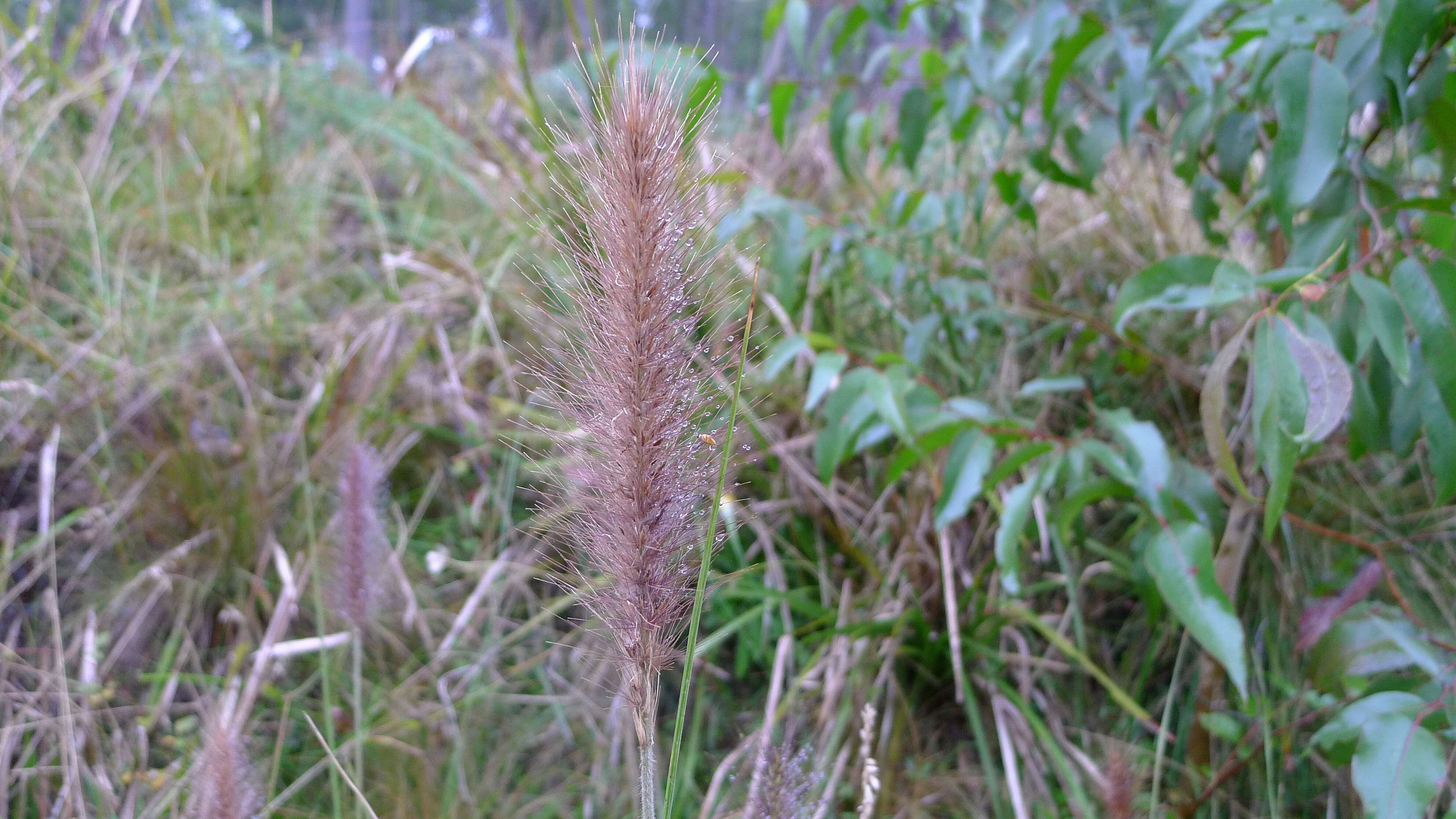 Imagem de Pennisetum alopecuroides