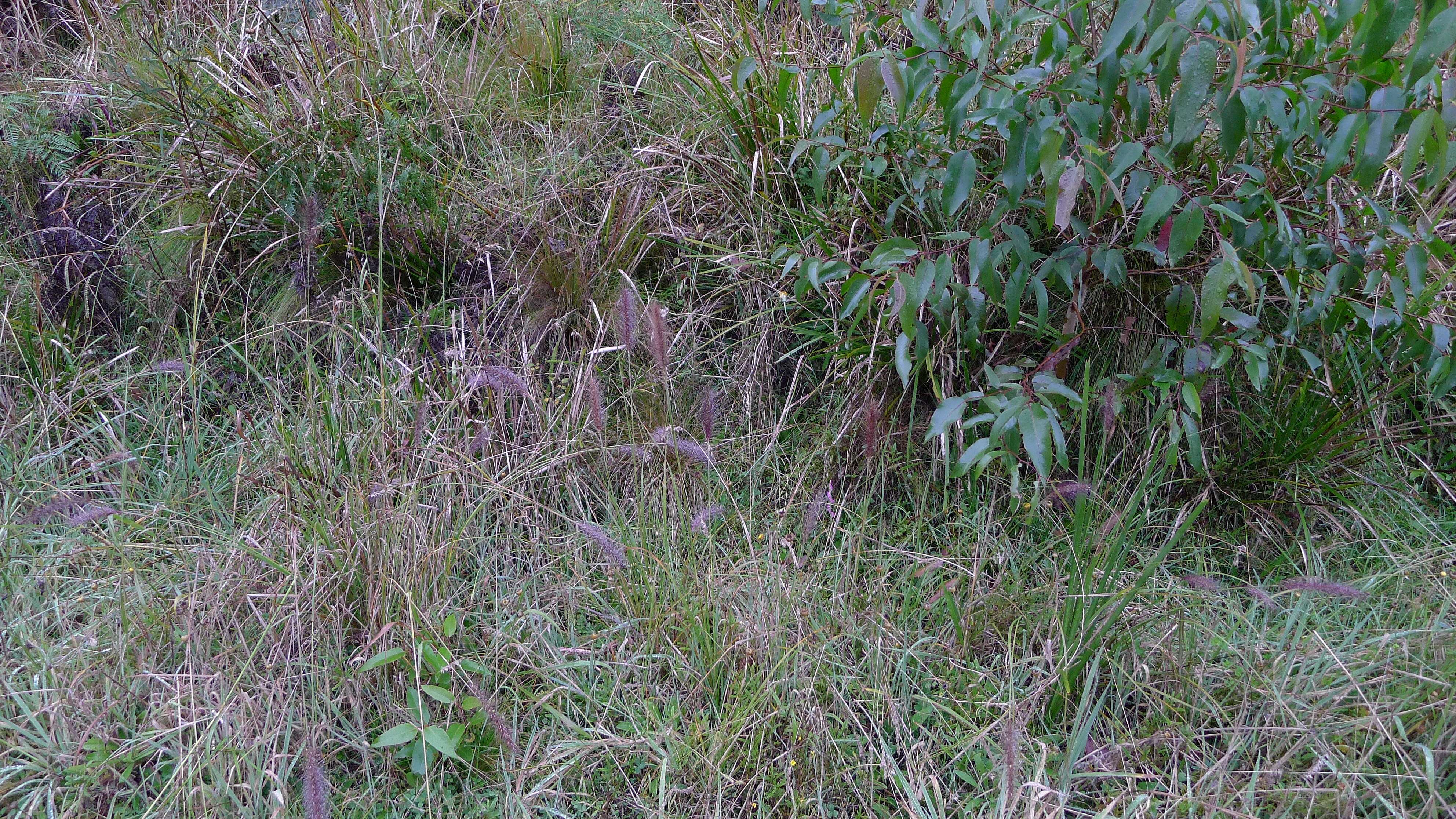 Imagem de Pennisetum alopecuroides