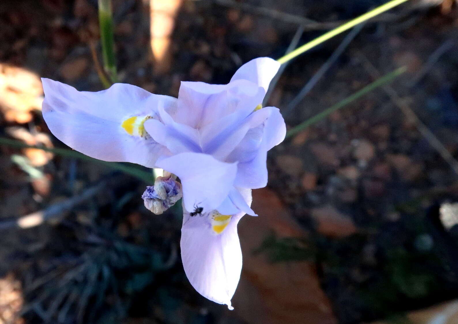 Image of blue-tulip