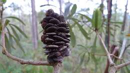 Imagem de Banksia integrifolia L. fil.