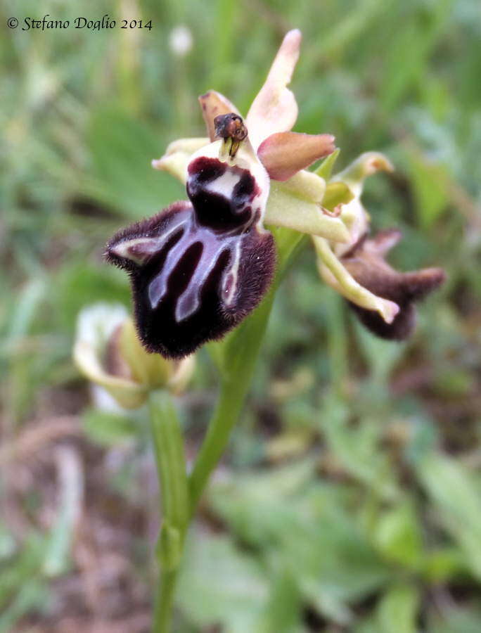 Image of Ophrys sphegodes subsp. atrata (Rchb. fil.) A. Bolòs