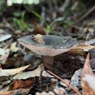 Plancia ëd Russula inquinata McNabb 1973