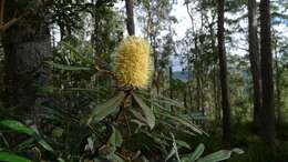 Imagem de Banksia integrifolia L. fil.