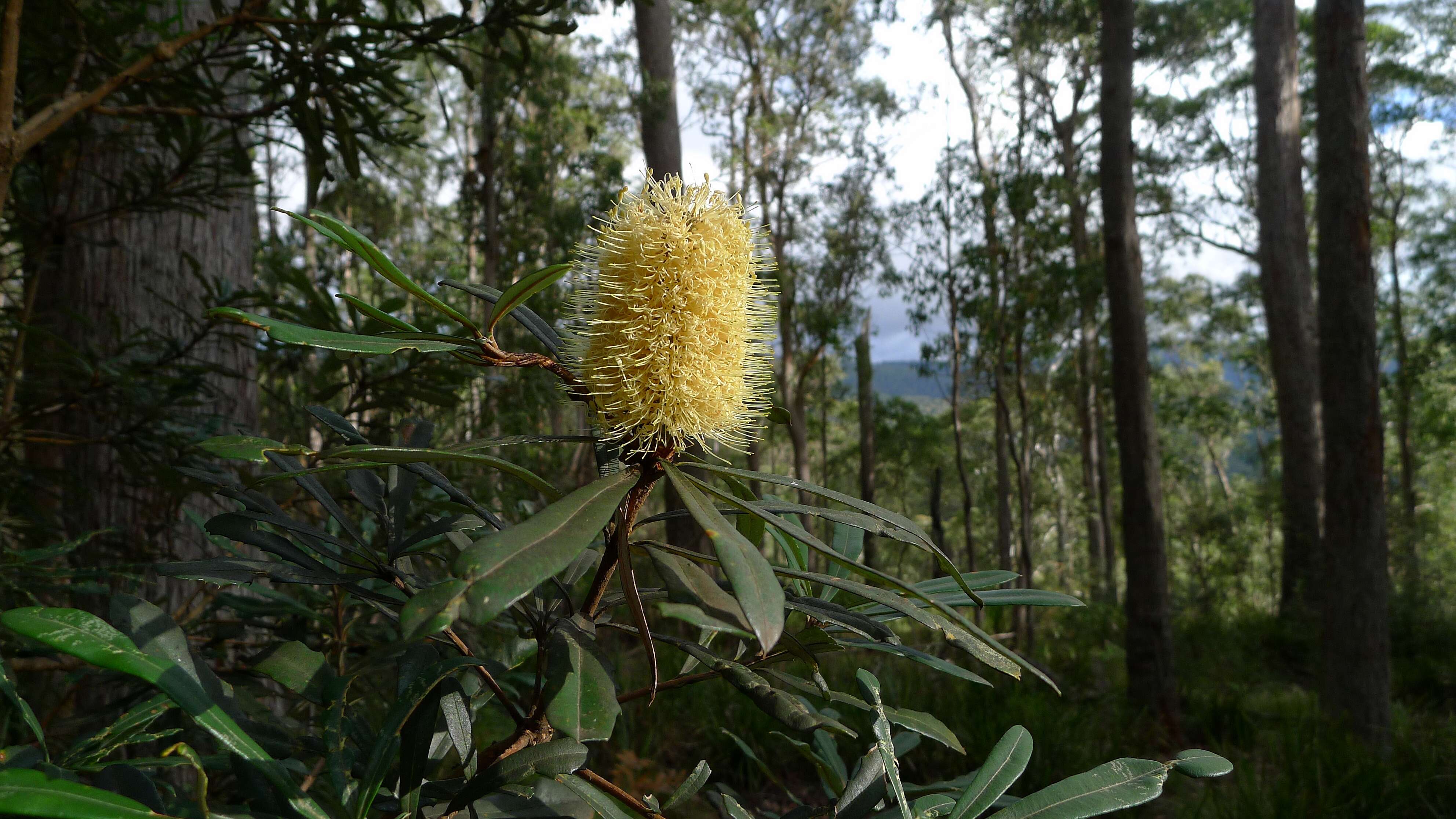 Imagem de Banksia integrifolia L. fil.