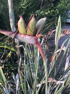 Image of Strelitzia juncea (Ker Gawl.) Link