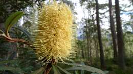 Imagem de Banksia integrifolia L. fil.