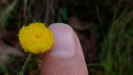 Image of Chrysocephalum apiculatum (Labill.) Steetz