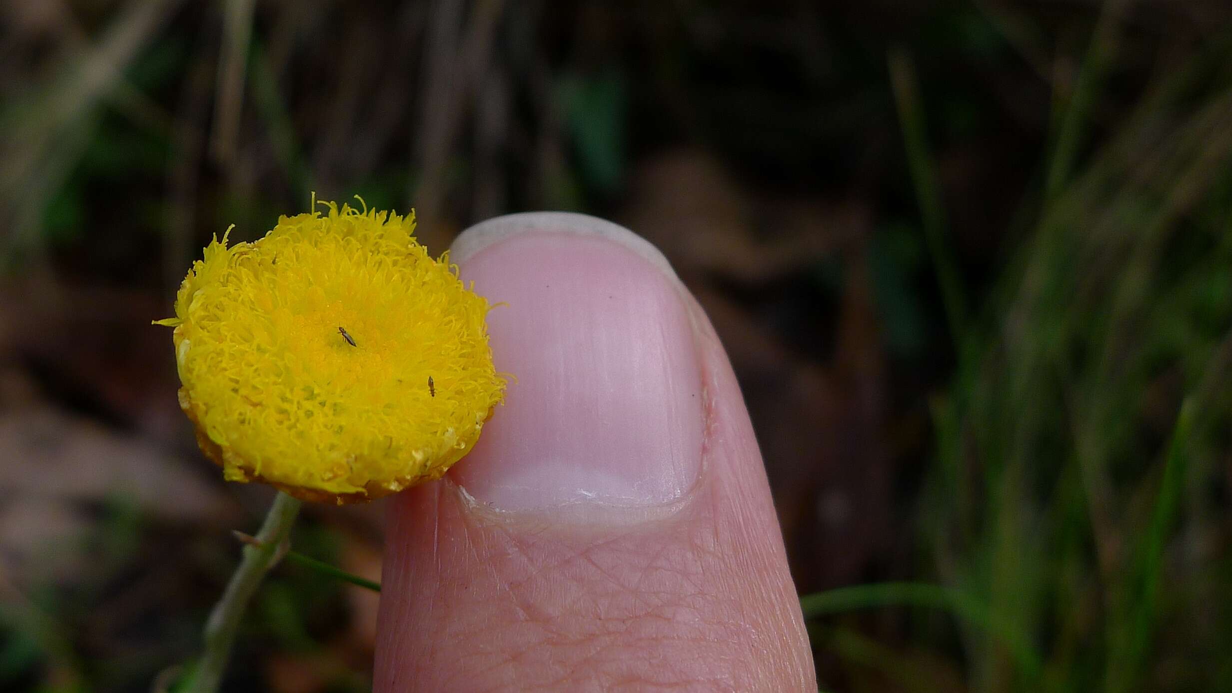 Image of Chrysocephalum apiculatum (Labill.) Steetz