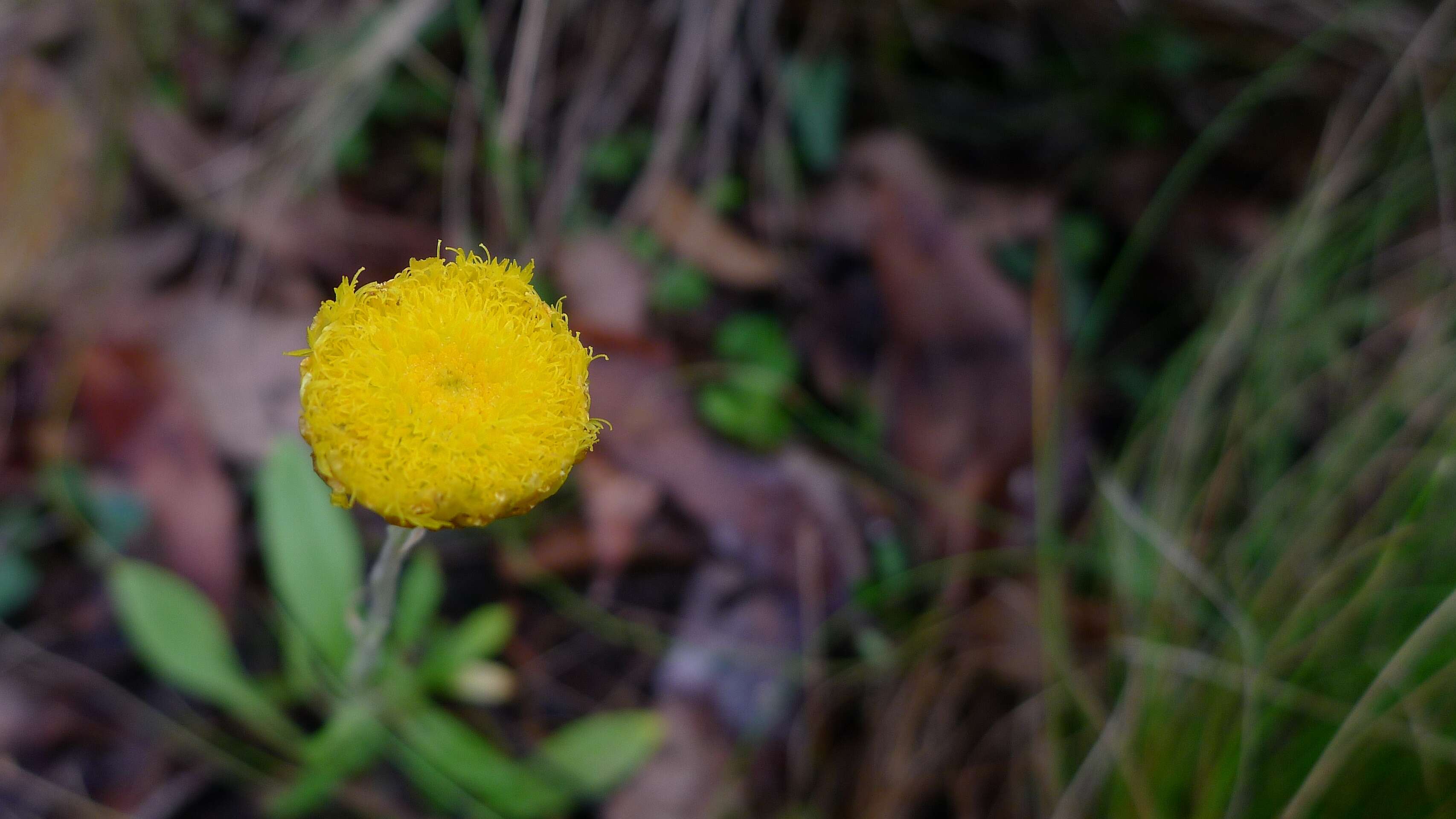 Image of Chrysocephalum apiculatum (Labill.) Steetz