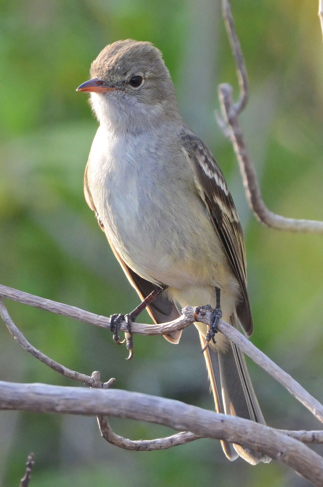 Imagem de Elaenia martinica (Linnaeus 1766)