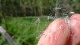 Image of cogongrass