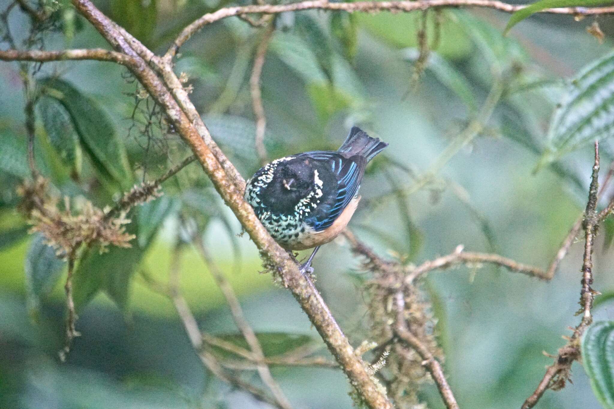 Image of Spangle-cheeked Tanager