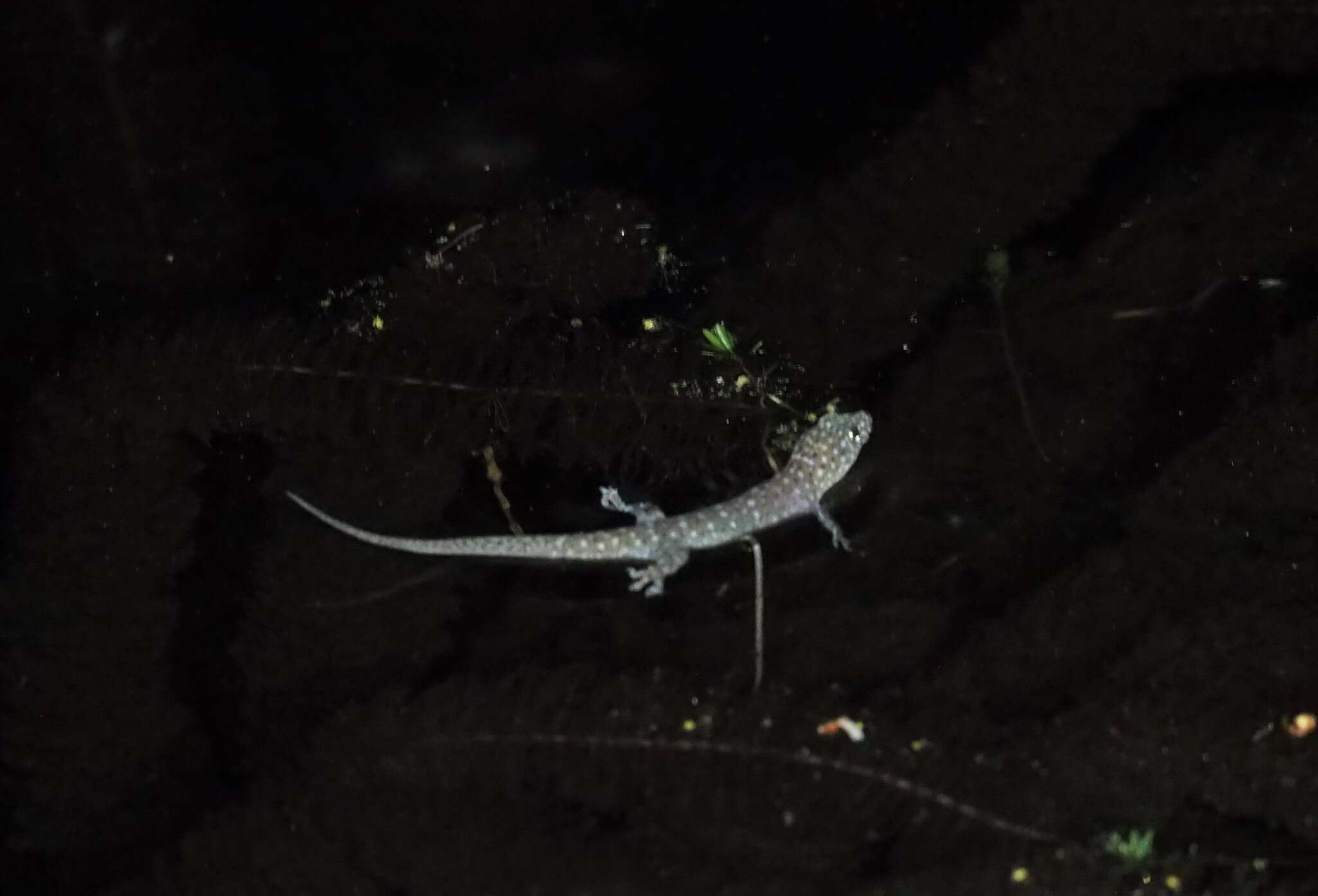 Image of Northern Spotted Rock Dtella