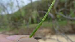 Image of beach sheoak