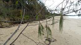Image of beach sheoak
