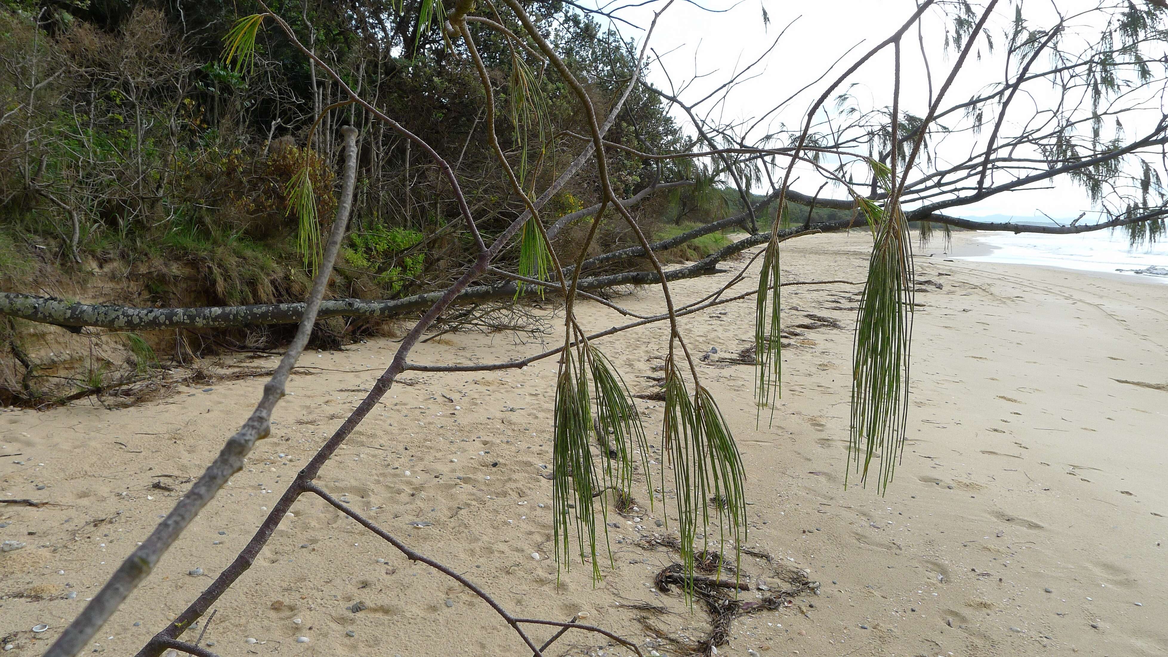 Image of beach sheoak