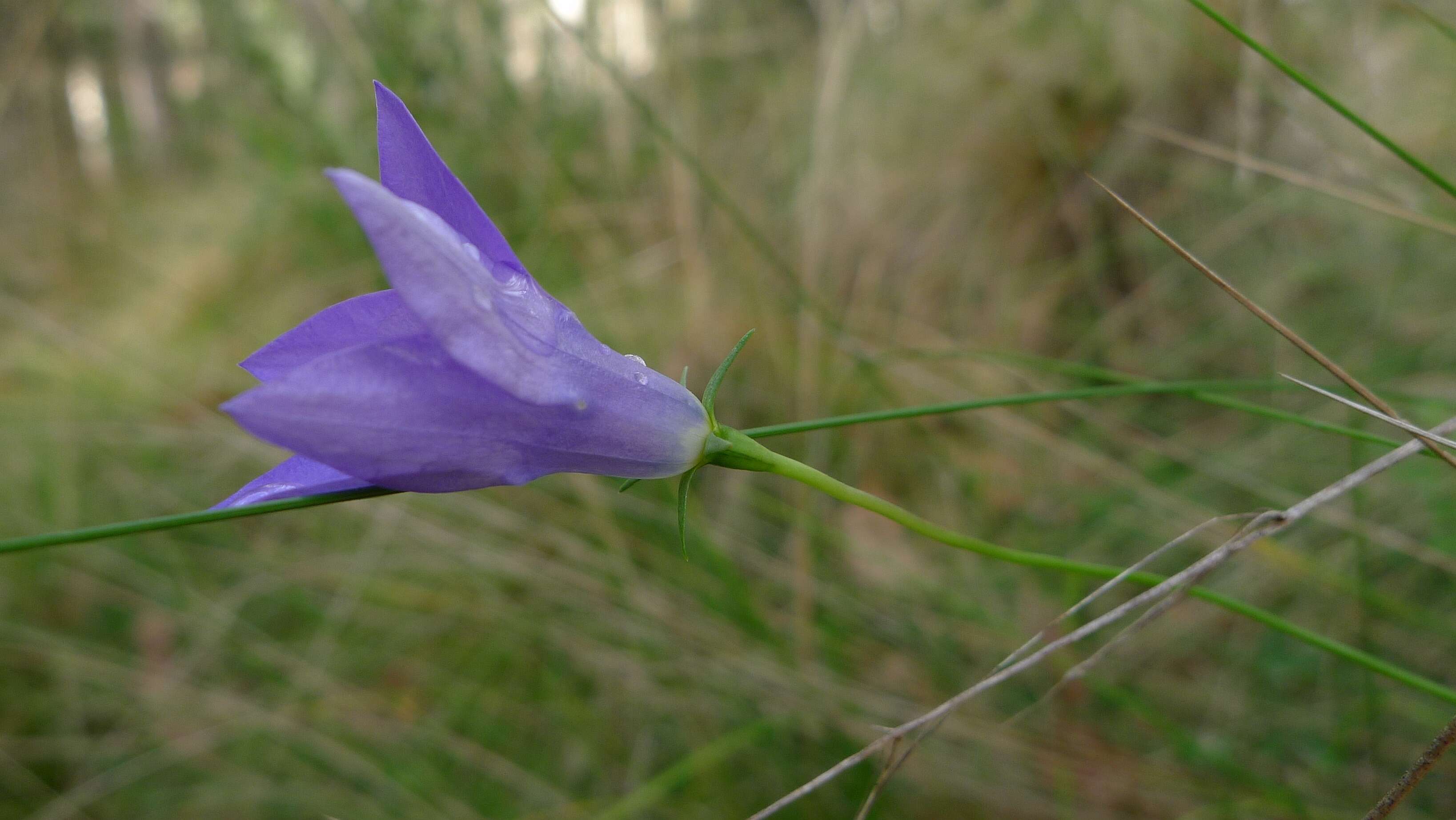 صورة Wahlenbergia stricta (R. Br.) Sweet