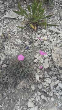 صورة Dianthus humilis Willd. ex Ledeb.