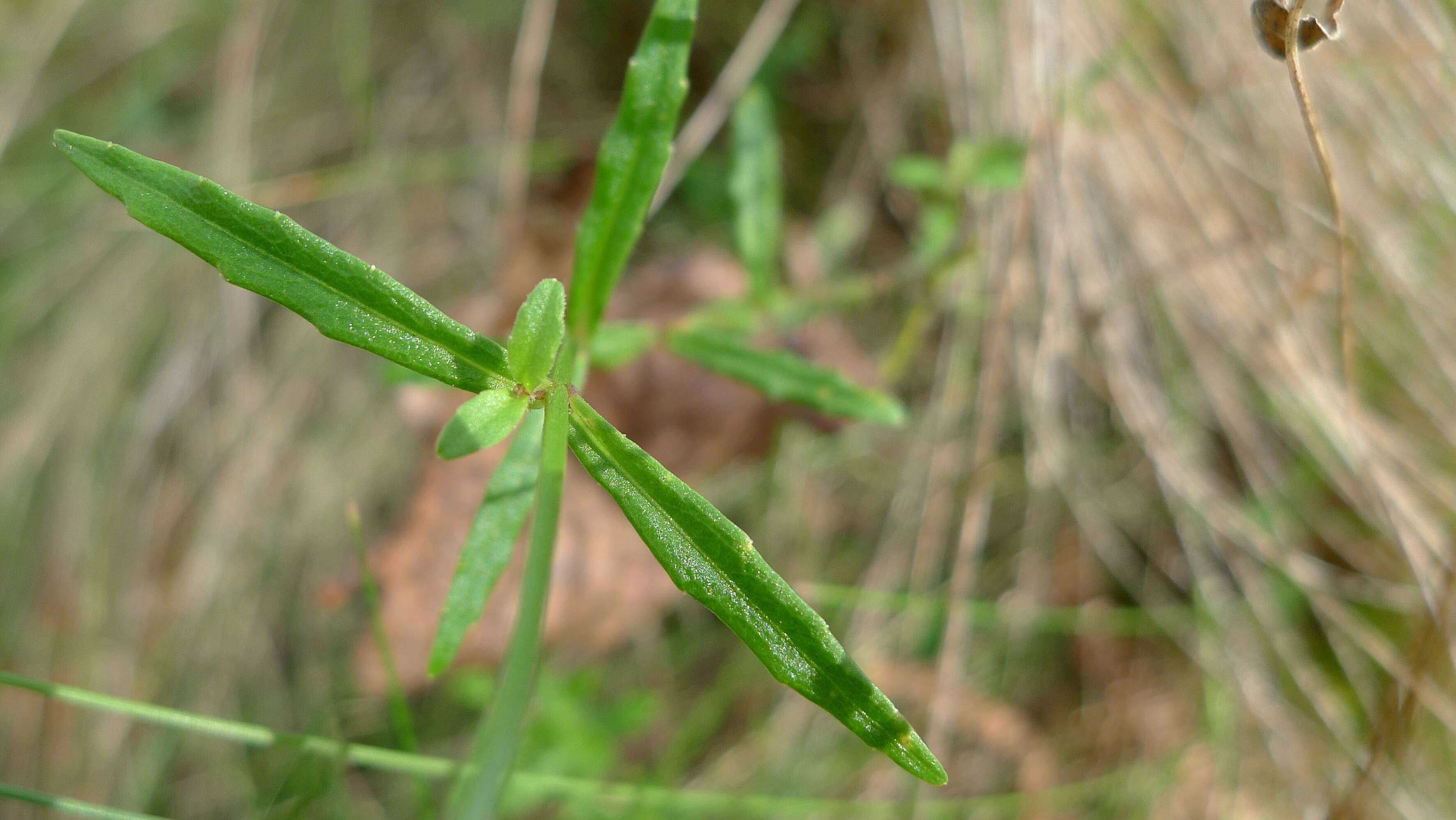 Image of Wahlenbergia stricta (R. Br.) Sweet