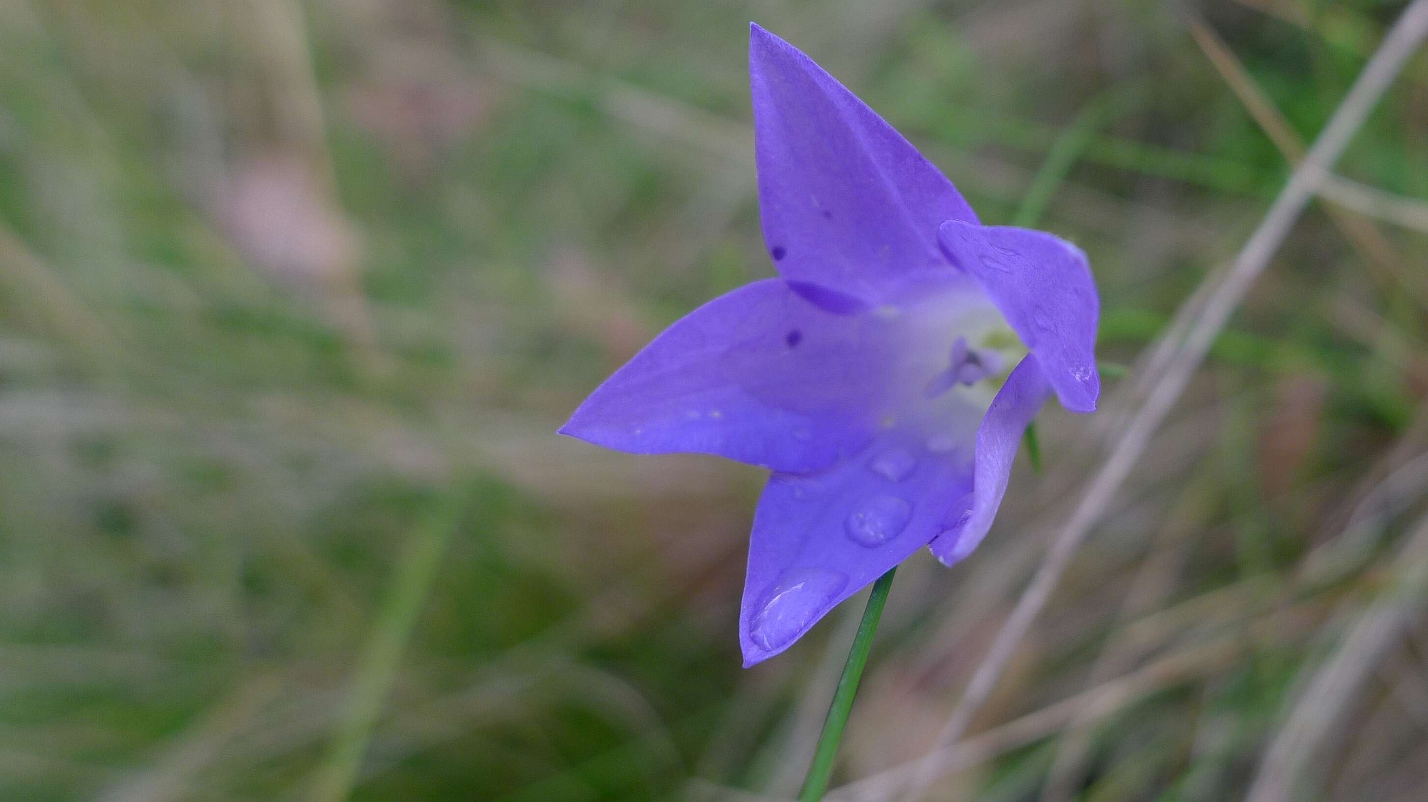 Image of Wahlenbergia stricta (R. Br.) Sweet