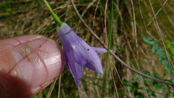 Image of Wahlenbergia stricta (R. Br.) Sweet