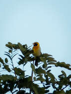 Image of Guira Tanager